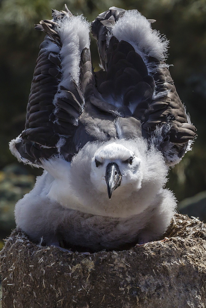 Black-browed albatross (Thalassarche melanophris) chick testing its wings in the New Island Nature Reserve, Falkland Islands, South America