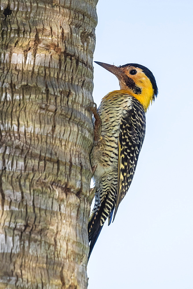 Campo flicker (Colaptes campestris), within Iguazu Falls National Park, Misiones, Argentina, South America