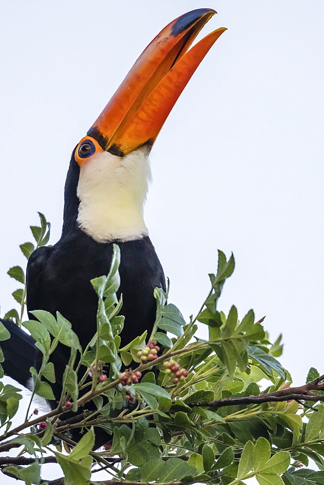 Toco toucan (Ramphastos toco), feeding within Iguazu Falls National Park, Misiones, Argentina, South America