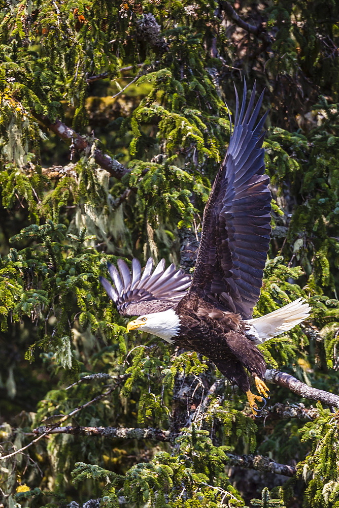 Adult bald eagle (Haliaeetus leucocephalus), Lake Eva, Baranof Island, southeast Alaska, United States of America, North America