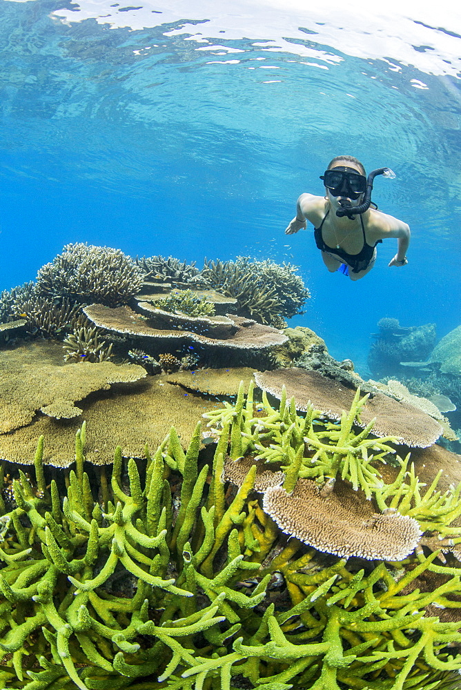 Snorkeler in underwater profusion of hard plate corals at Pulau Setaih Island, Natuna Archipelago, Indonesia, Southeast Asia, Asia