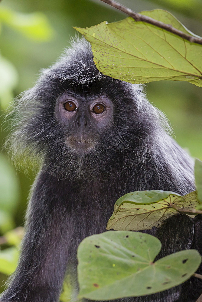 Adult silvery langur (Trachypithecus cristatus) (silvered leaf monkey), Bako National Park, Sarawak, Borneo, Malaysia, Southeast Asia, Asia