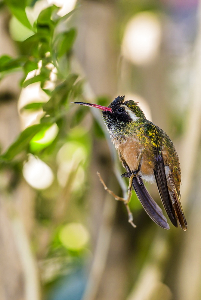 Adult male Xantus's hummingbird (Hylocharis xantusii), Todos Santos, Baja California Sur, Mexico, North America