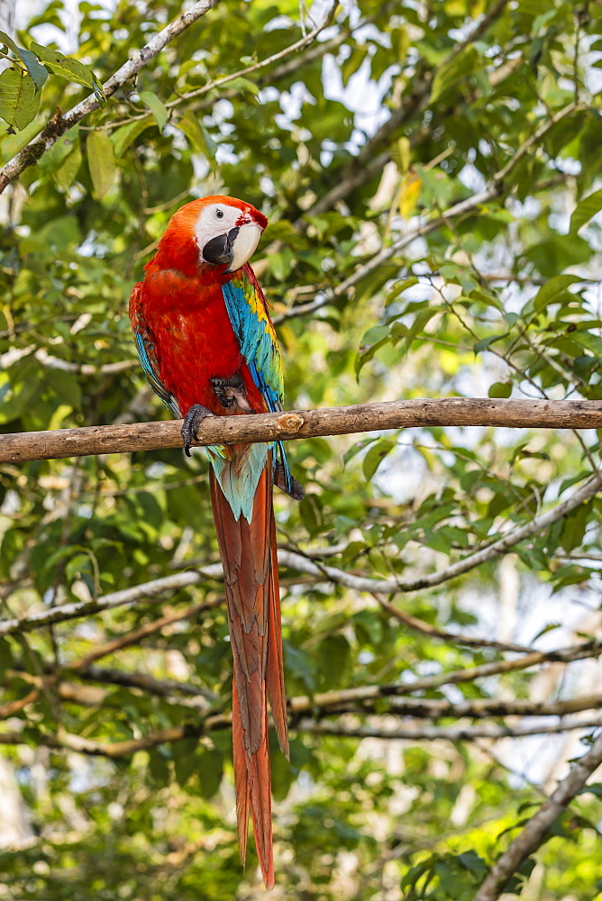 Adult scarlet macaw (Ara macao), Amazon National Park, Loreto, Peru, South America