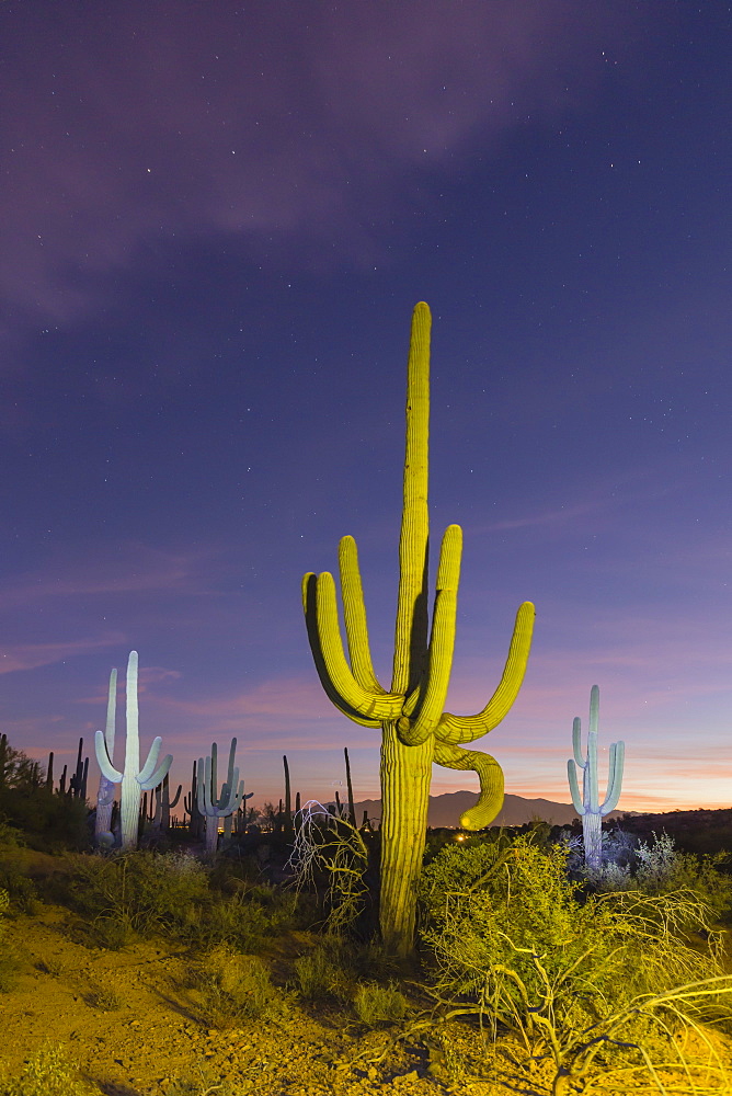 Giant saguaro cactus (Carnegiea gigantea) at night in the Sweetwater Preserve, Tucson, Arizona, United States of America, North America