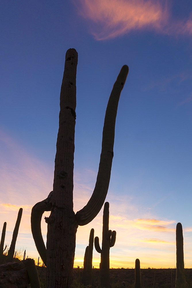 Giant saguaro cactus (Carnegiea gigantea), at dawn in the Sweetwater Preserve, Tucson, Arizona, United States of America, North America