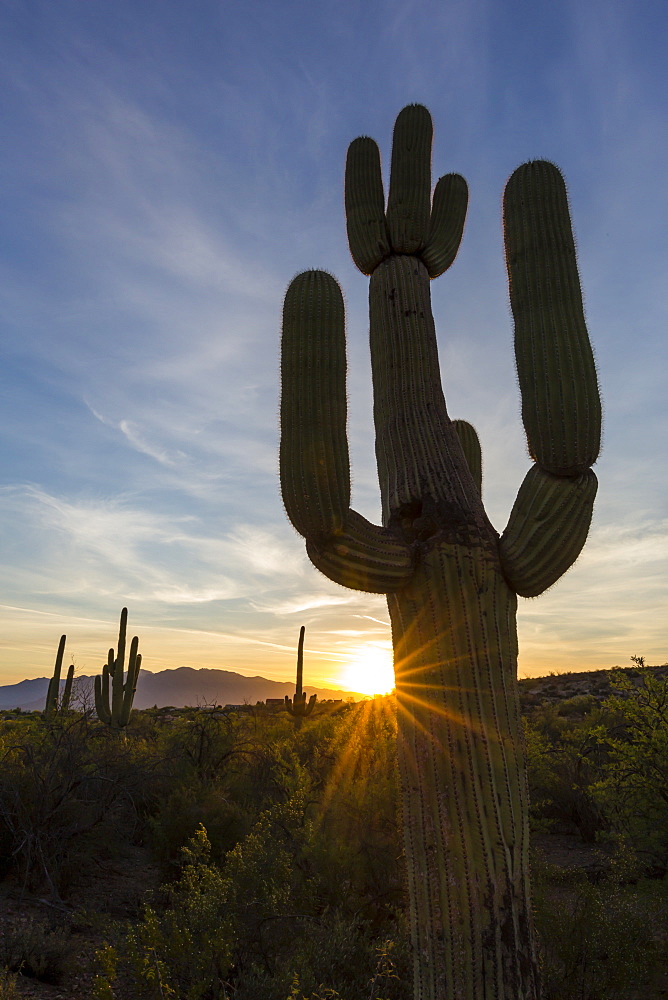 Sunrise on saguaro cactus in bloom (Carnegiea gigantea), Sweetwater Preserve, Tucson, Arizona, United States of America, North America