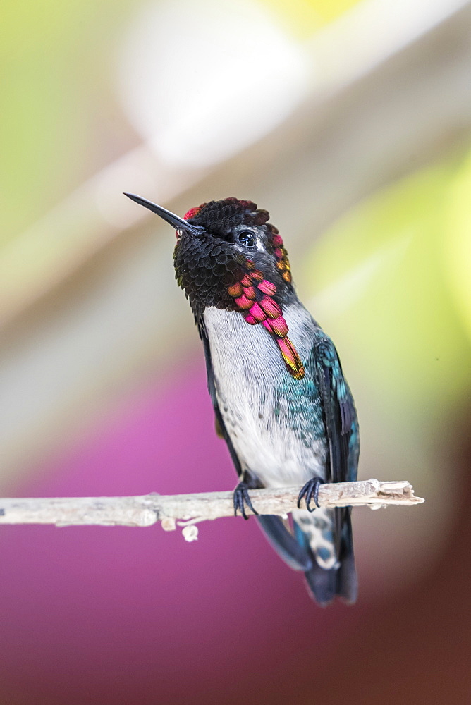 A wild adult male bee hummingbird (Mellisuga helenae), displaying vivid coloration near Playa Larga, Cuba, West Indies, Caribbean, Central America