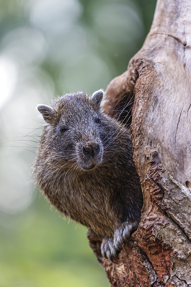 Captive Desmarest's hutia (Capromys pilorides) (Cuban hutia), a species of rodent endemic to Cuba, West Indies, Central America