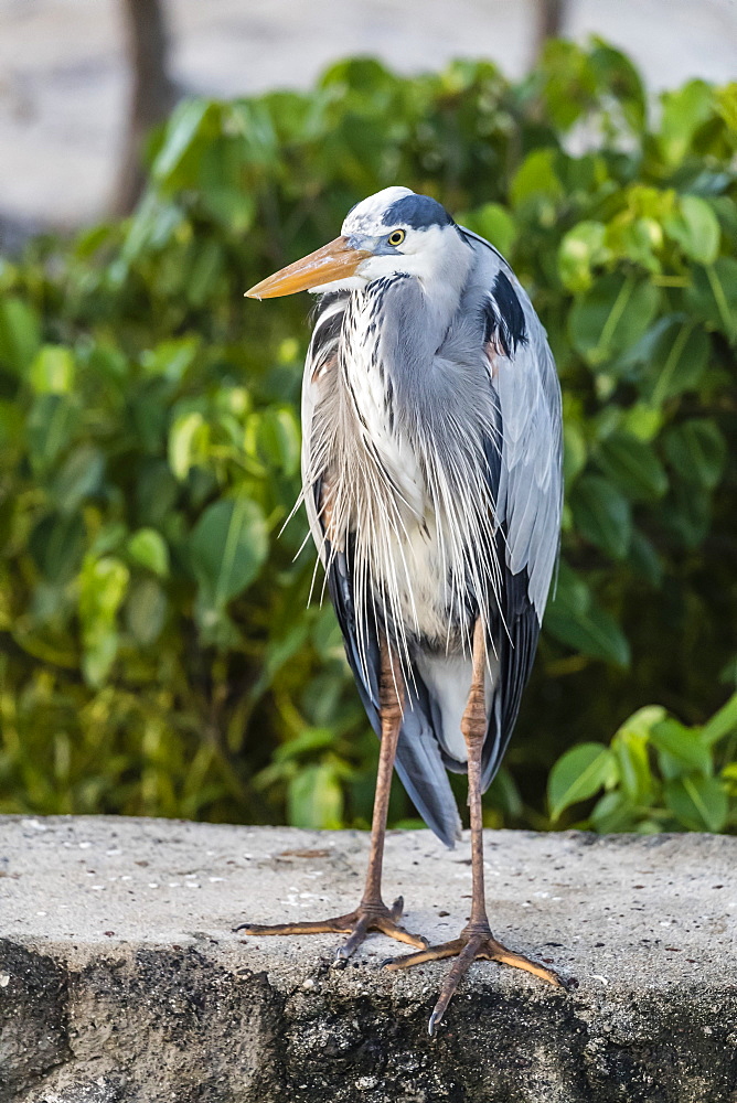 Adult Great blue heron (Ardea herodias), in the town of Puerto Baquerizo Moreno, Isla San Cristobal, Galapagos, Ecuador, South America