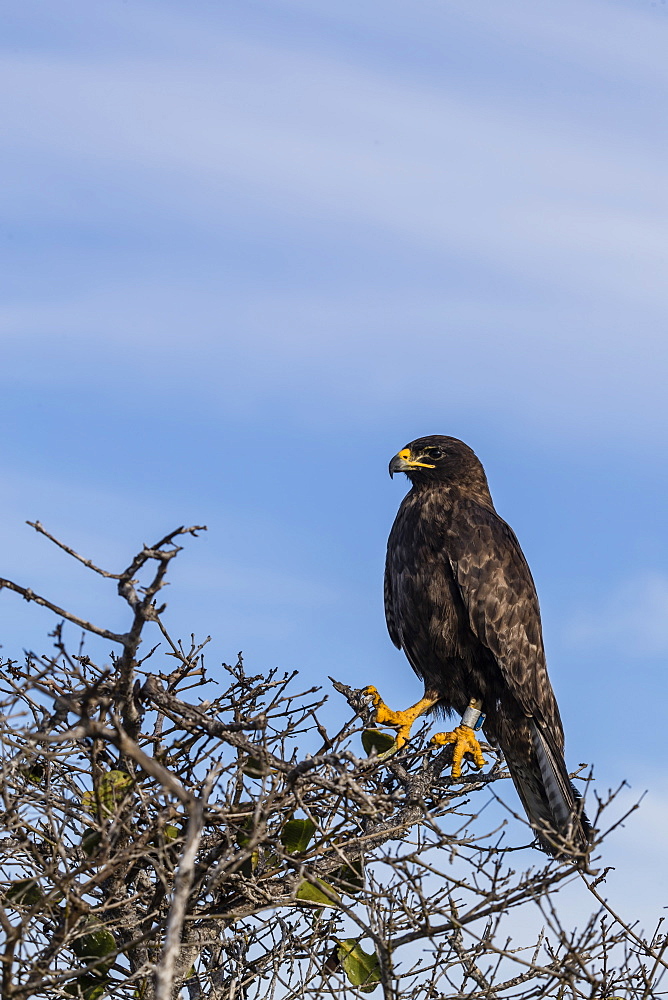 Adult Galapagos hawk (Buteo galapagoensis), Fernandina Island, Galapagos, Ecuador, South America