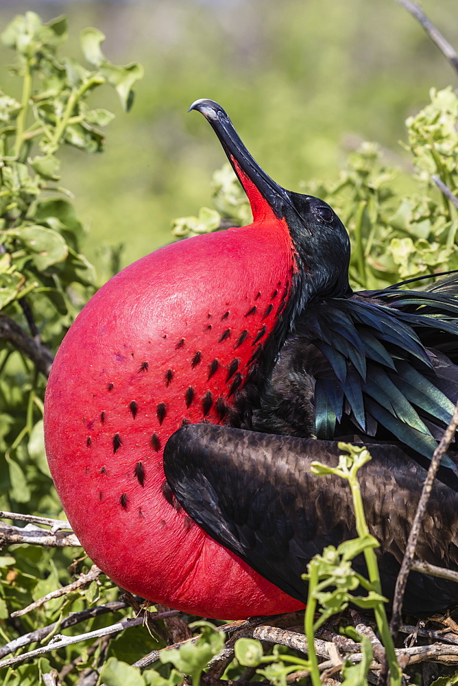 Adult male great frigatebird (Fregata minor), courtship display. Genovesa Island, Galapagos, UNESCO World Heritage Site, Ecuador, South America