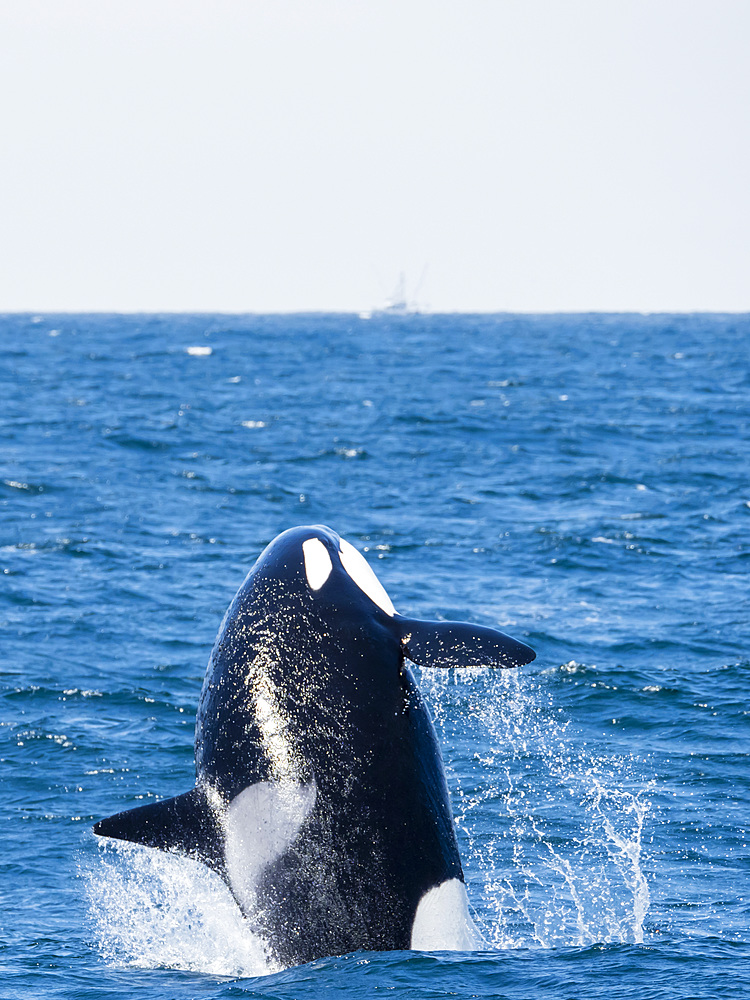 Transient killer whale (Orcinus orca) breaching in the Monterey Bay National Marine Sanctuary, California, United States of America, North America