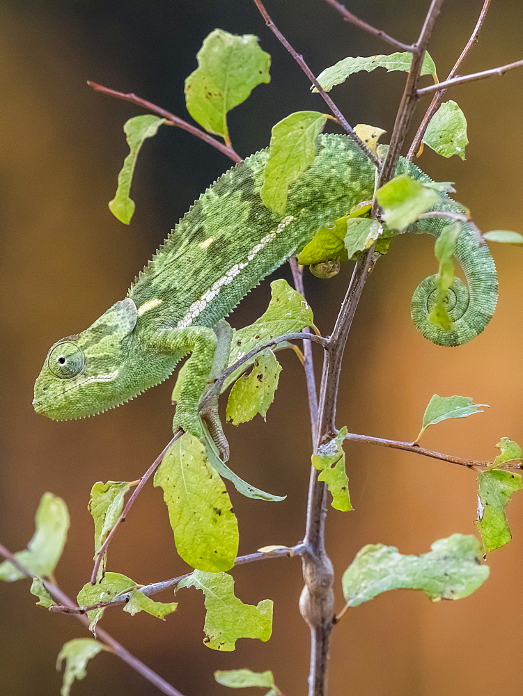 An adult flap-necked chameleon (Chamaeleo dilepis), South Luangwa National Park, Zambia, Africa