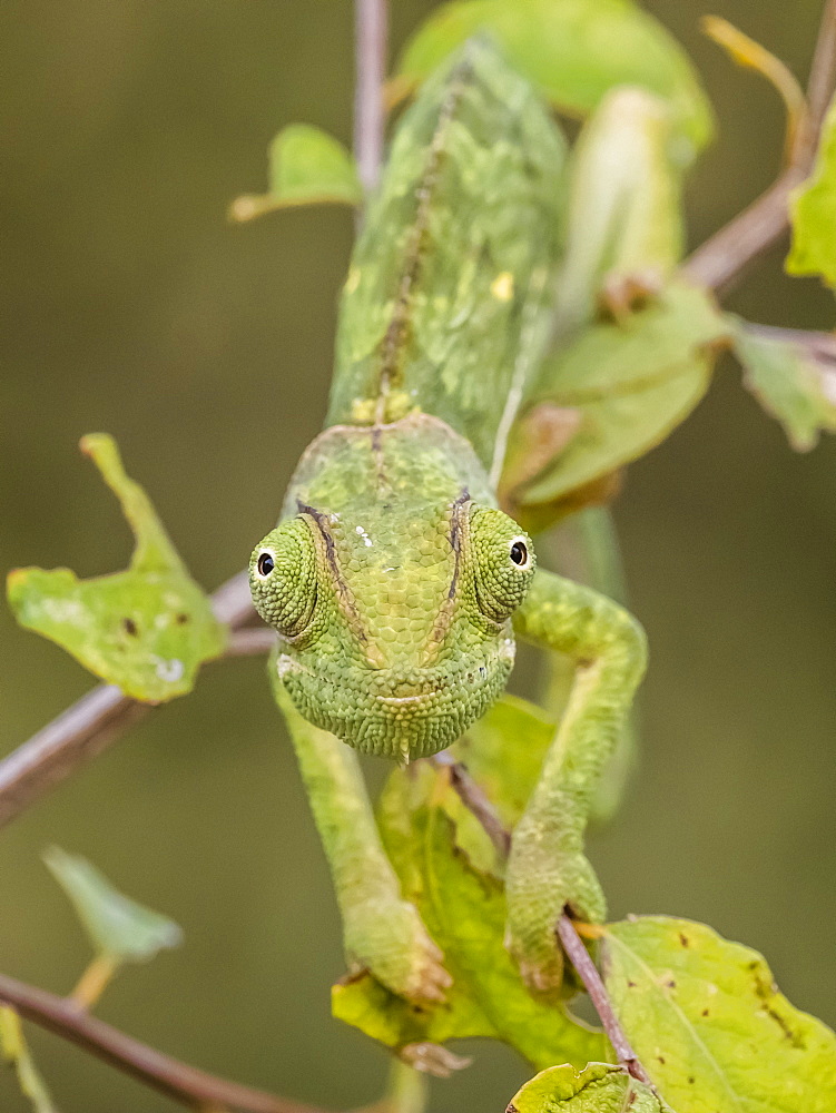 An adult flap-necked chameleon (Chamaeleo dilepis), South Luangwa National Park, Zambia, Africa