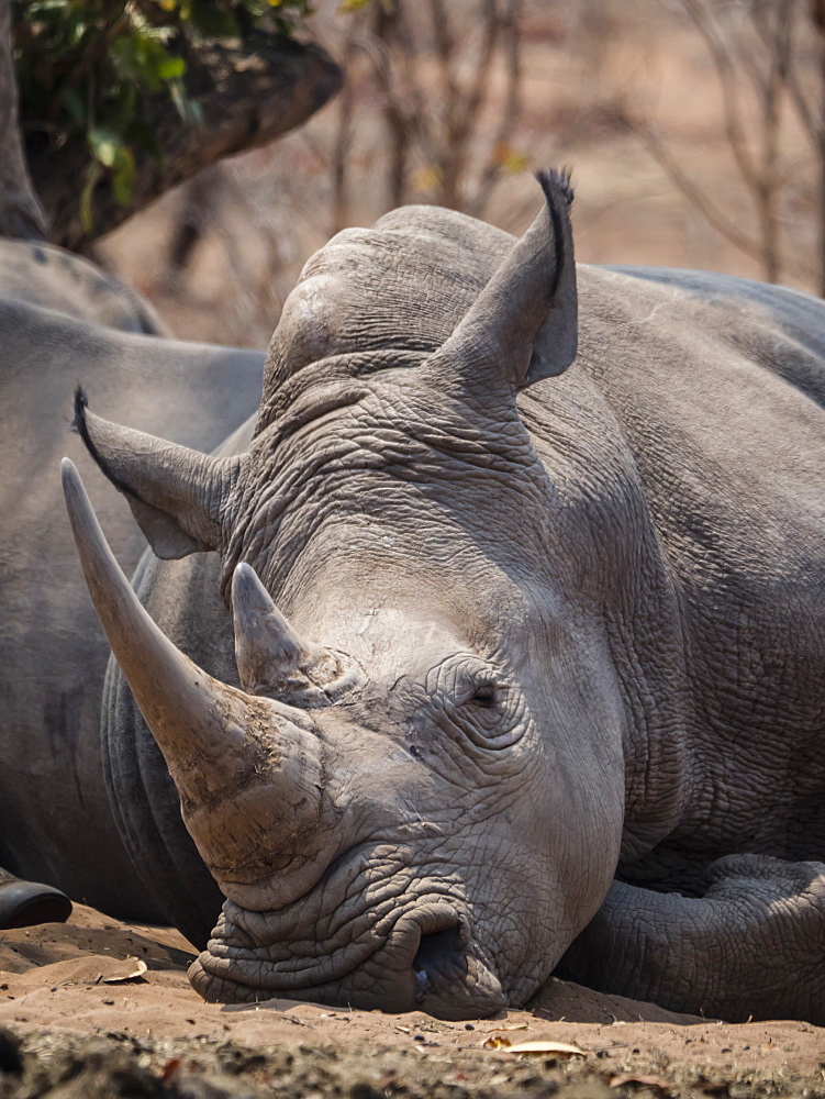 An adult southern white rhinoceros (Ceratotherium simum simum), guarded in Mosi-oa-Tunya National Park, Zambia, Africa