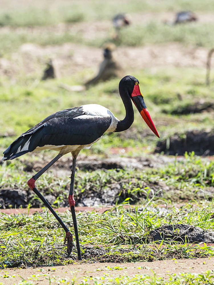 An adult saddle-billed stork (Ephippiorhynchus senegalensis), South Luangwa National Park, Zambia, Africa