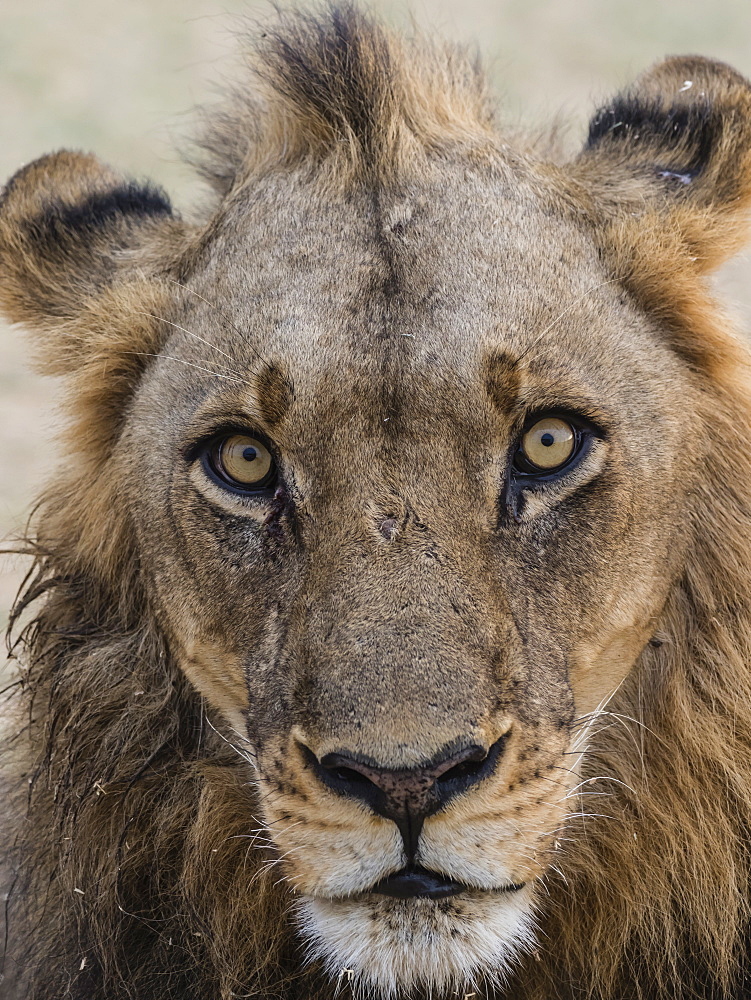 An adult male lion (Panthera leo), South Luangwa National Park, Zambia, Africa