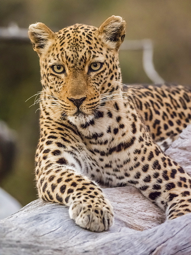 An adult female leopard (Panthera pardus), South Luangwa National Park, Zambia, Africa