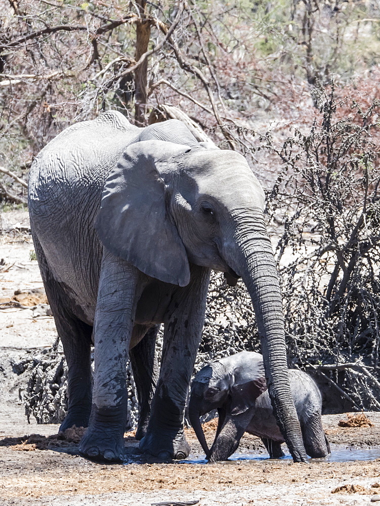 Mother and calf African elephant (Loxodonta africana), at a watering hole in the Okavango Delta, Botswana, Africa