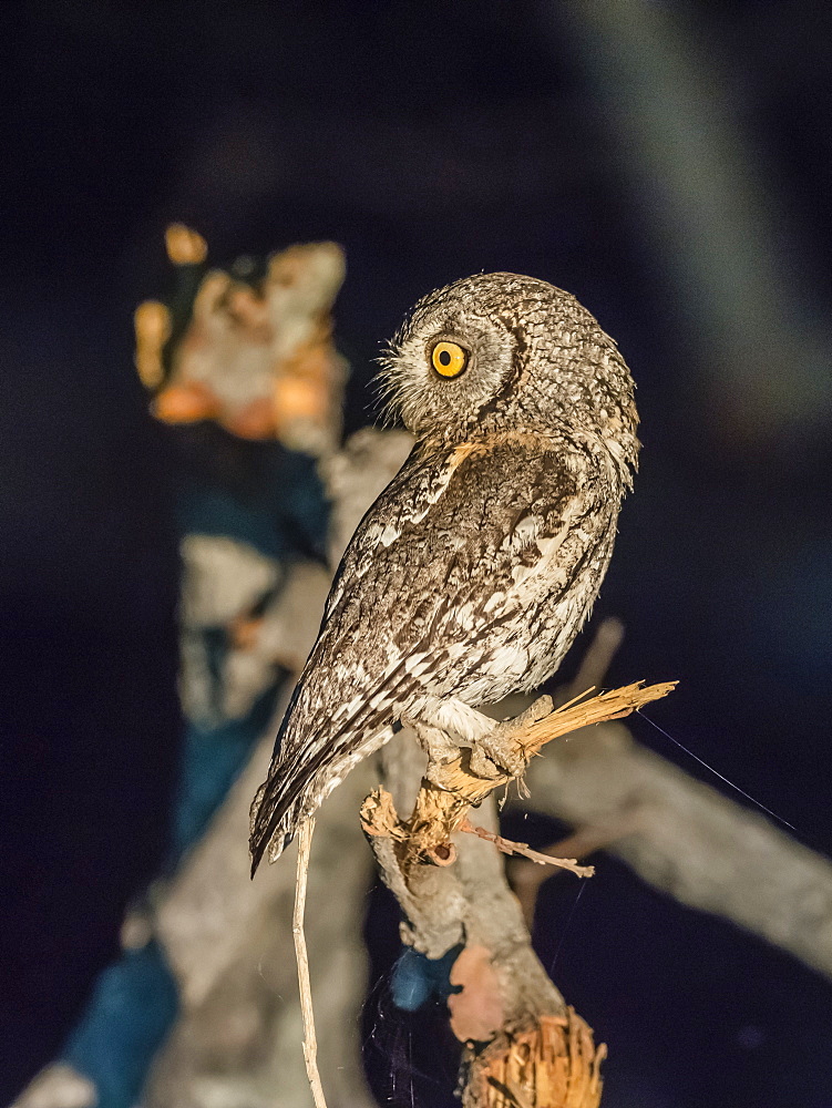 An adult southern white-faced Scops-Owl (Ptilopsis granti), at night in the Okavango Delta, Botswana, Africa