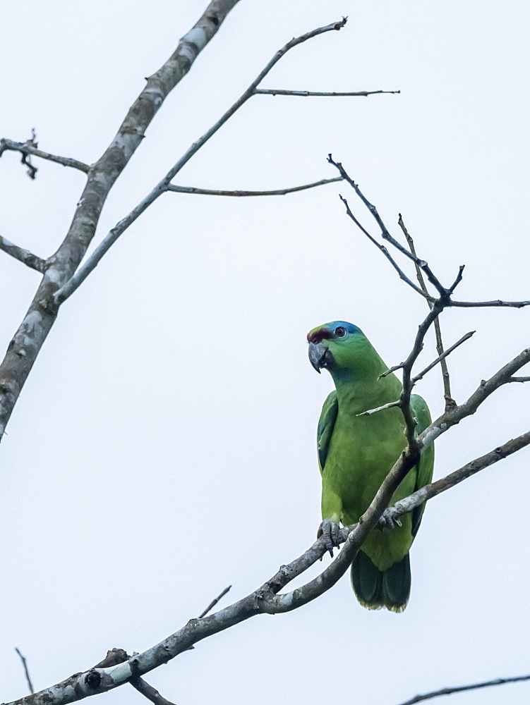 An adult Festive Parrot (Amazona festiva), on the Pacaya River, Amazon Basin, Loreto, Peru, South America