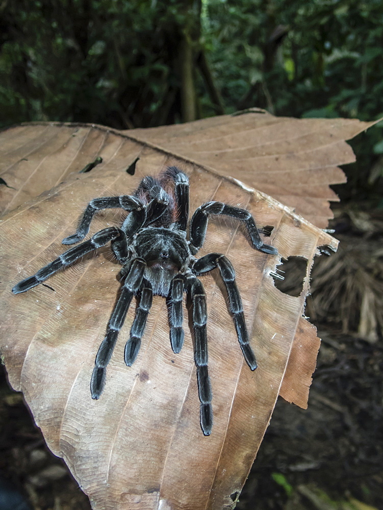 An adult Peruvian pinktoe tarantula (Avicularia juruensis), on the Maranon River, Nauta, Peru, South America