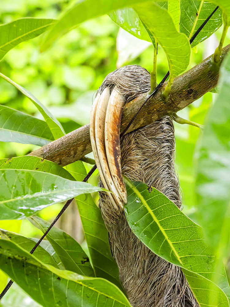 Adult brown-throated sloth (Bradypus variegatus), three toe detail, San Francisco, Amazon Basin, Loreto, Peru, South America