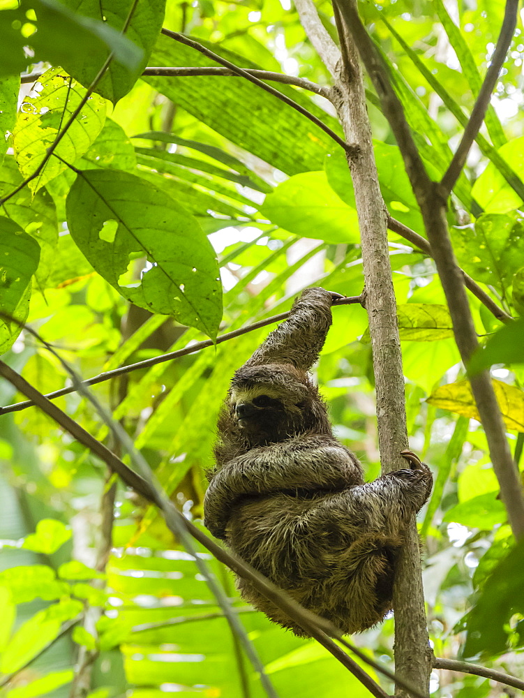 Adult brown-throated sloth (Bradypus variegatus), Yanayacu Lake, Rio Pacaya, Amazon Basin, Loreto, Peru, South America