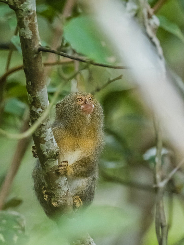 Adult pygmy marmoset (Cebuella pygmaea), Lake Clavero, Amazon Basin, Loreto, Peru, South America