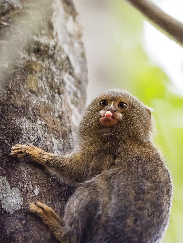 Adult pygmy marmoset (Cebuella pygmaea), Lake Clavero, Amazon Basin, Loreto, Peru, South America