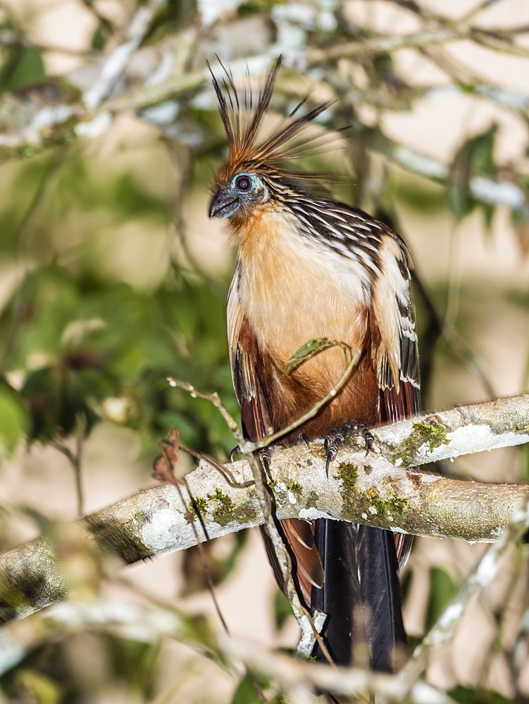 An adult hoatzin (Opisthocomus hoazin), Rio El Dorado, Amazon Basin, Loreto, Peru, South America