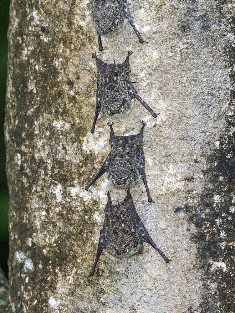 Adult proboscis bats (Rhynchonycteris naso), resting during the day on the Yanayacu River, Loreto, Peru, South America