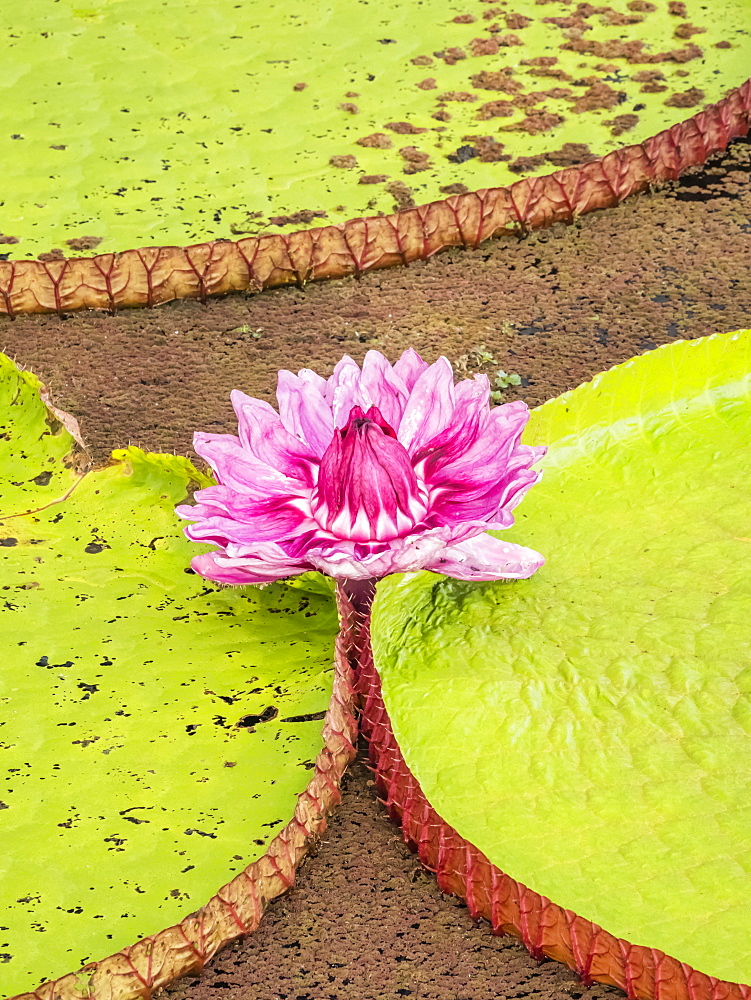 A large group of Victoria water lily (Victoria amazonica), on Rio El Dorado, Nauta, Peru, South America