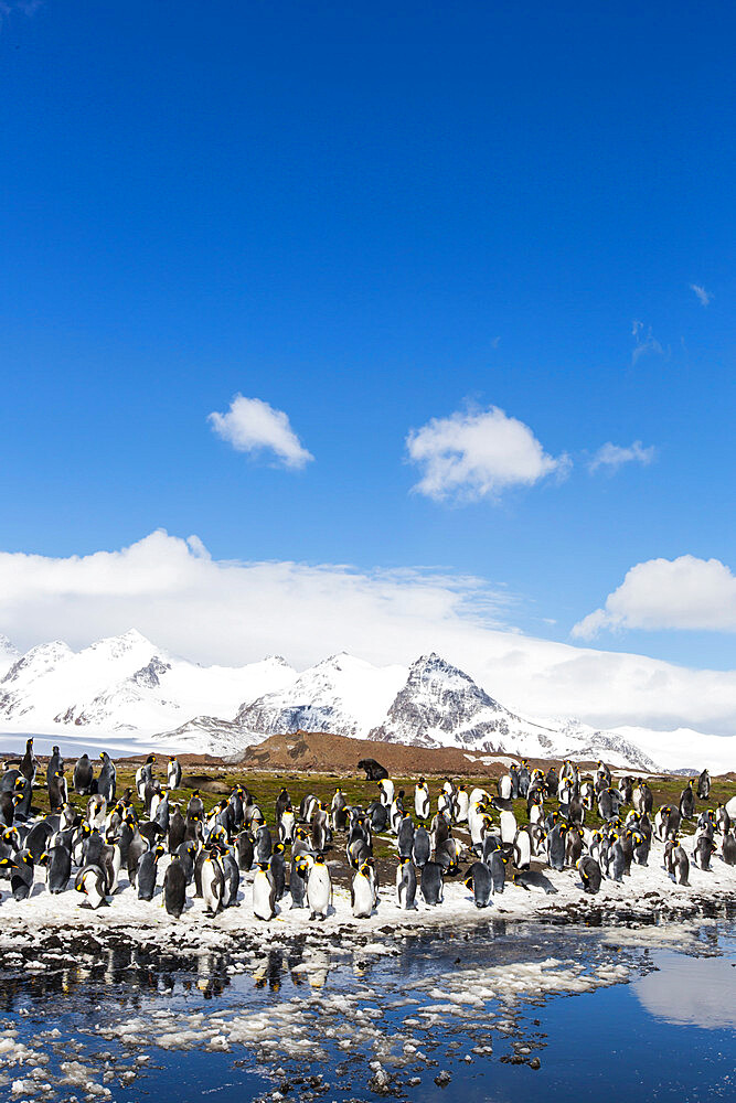 Adult king penguins (Aptenodytes patagonicus) at breeding colony at Salisbury Plain, South Georgia Island, Polar Regions