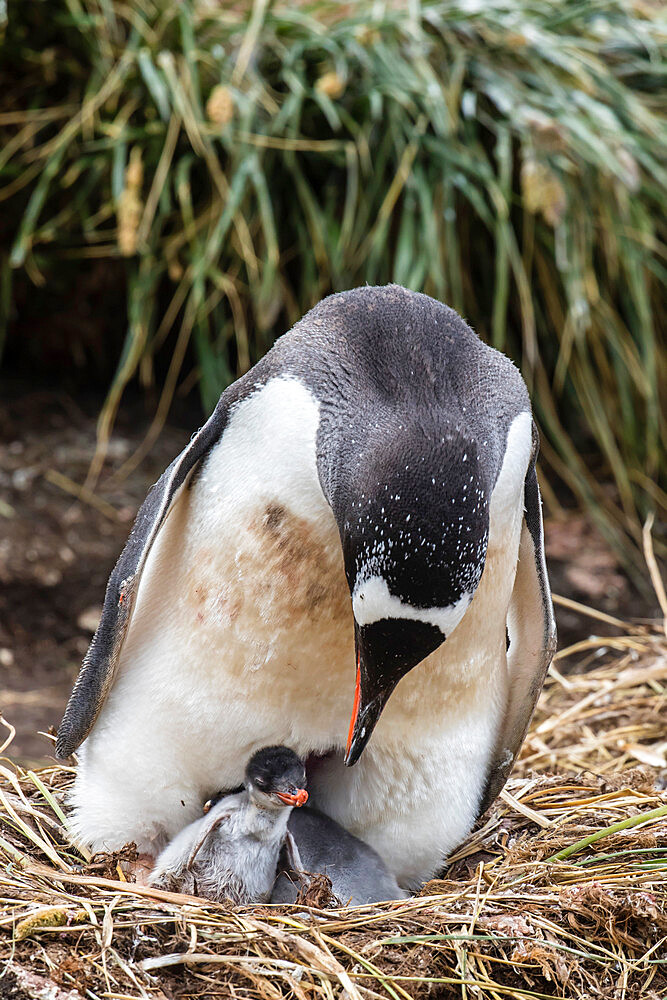 Adult gentoo penguin (Pygoscelis papua) on nest with chicks at Gold Harbor, South Georgia Island, Polar Regions