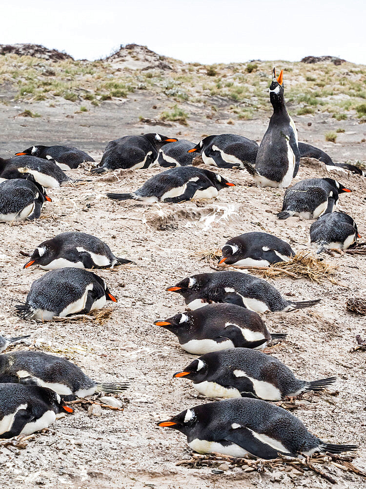 Gentoo penguins (Pygoscelis papua) at nesting site on Bull Point, East Island, Falkland Islands, South America