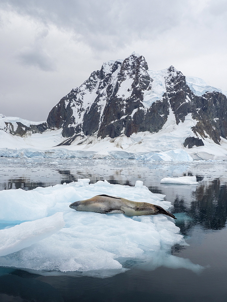 An adult male leopard seal (Hydrurga leptonyx), hauled out on ice in Girard Bay, Antarctica, Polar Regions