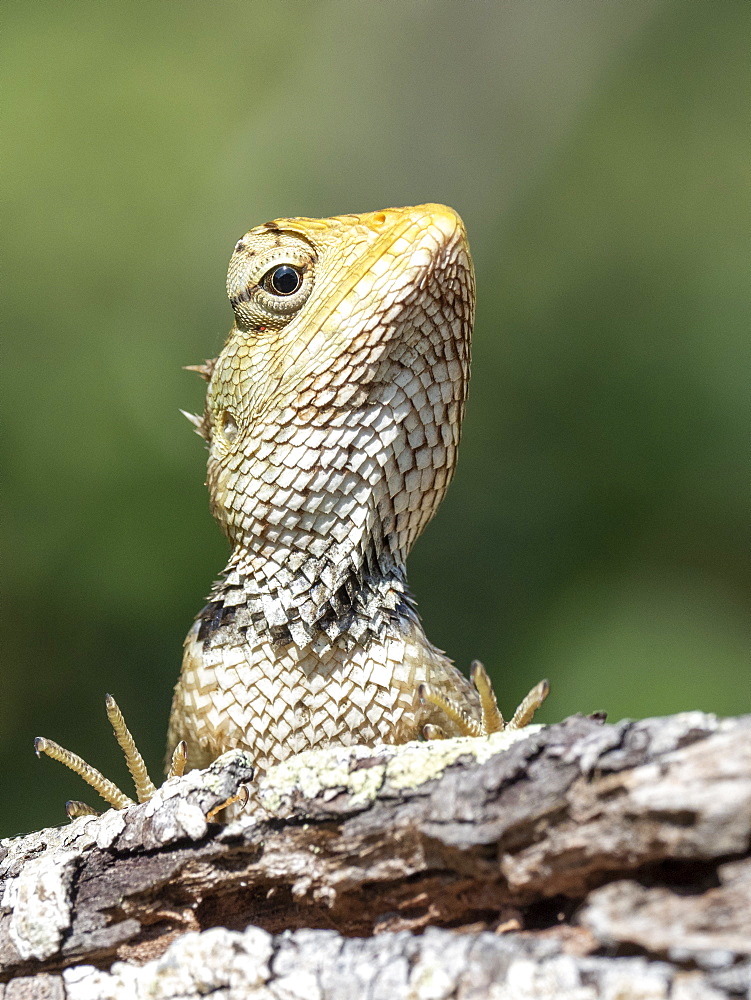 An adult Eastern garden lizard (Calotes versicolor versicolor), Wilpattu National Park, Sri Lanka, Asia