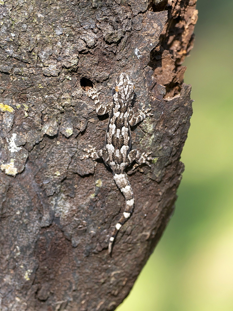 An adult bark gecko (Hemidacdylus leschenaultii), on a tree in Wilpattu National Park, Sri Lanka, Asia