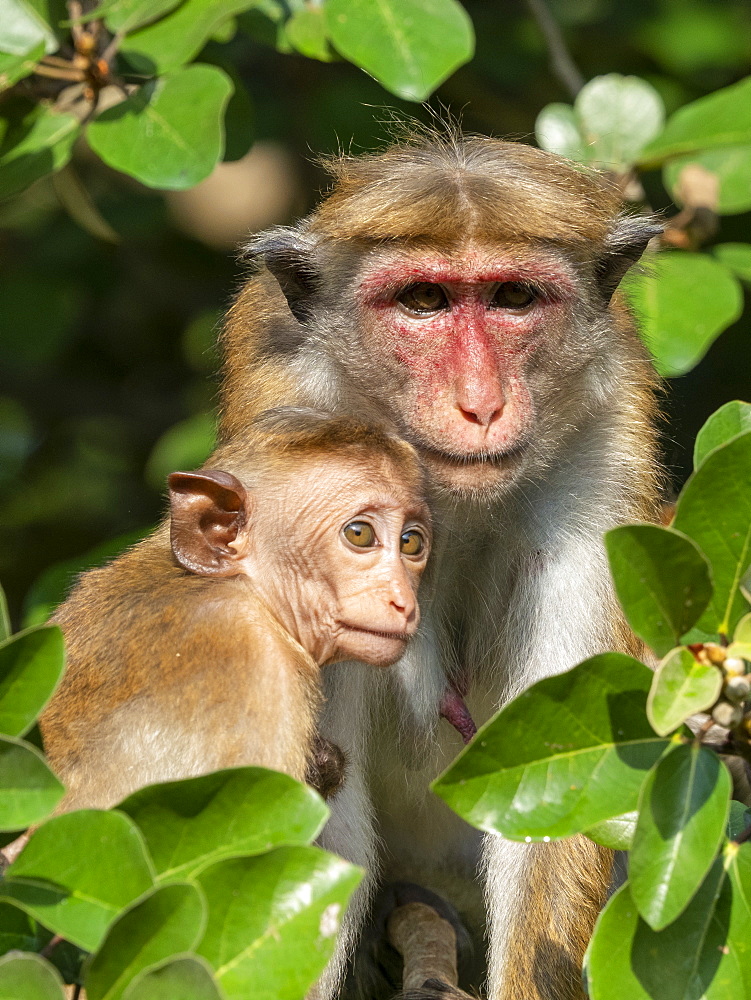 A mother and infant Toque macaque (Macaca sinica), Wilpattu National Park, Sri Lanka, Asia