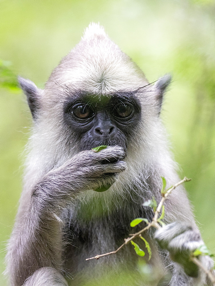 A tufted gray langur (Semnopithecus priam), in Polonnaruwa, UNESCO World Heritage Site, Sri Lanka, Asia