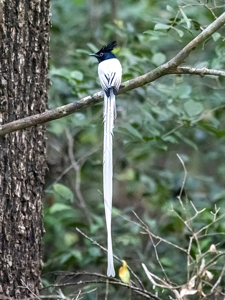 Adult Indian paradise flycatcher (Terpsiphone paradisi), perched on a tree in Wilpattu National Park, Sri Lanka, Asia