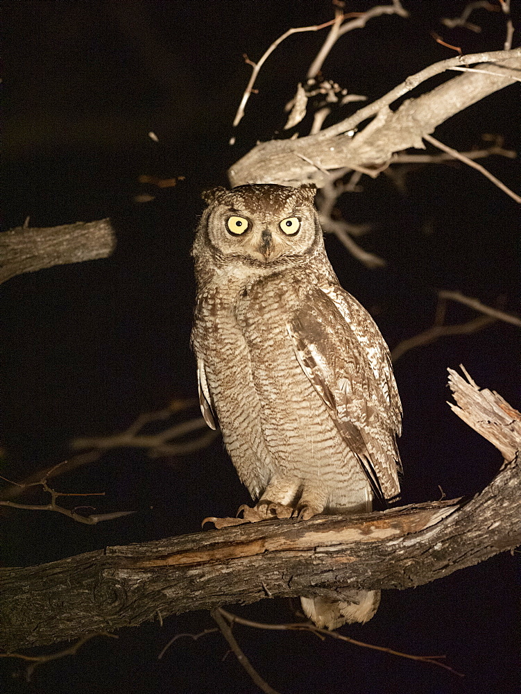 Adult African spotted eagle-owl (Bubo africanus), perched at night in the Save Valley Conservancy, Zimbabwe, Africa