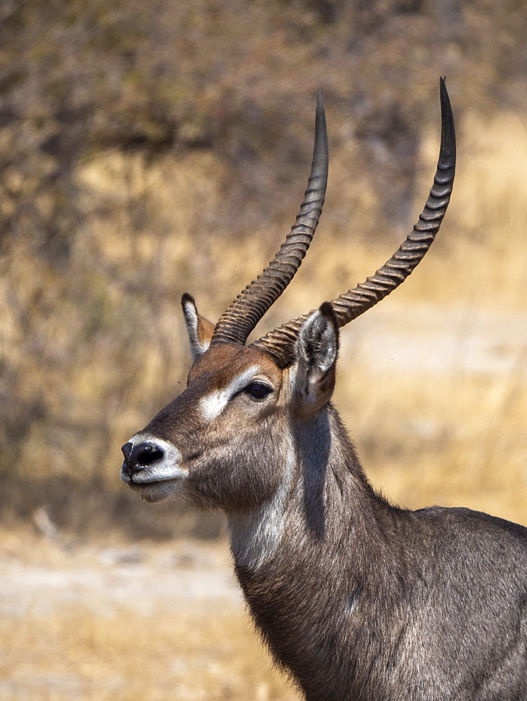 An adult male common waterbuck (Kobus ellipsiprymnus) along the Lukosi River, Hwange National Park, Zimbabwe, Africa