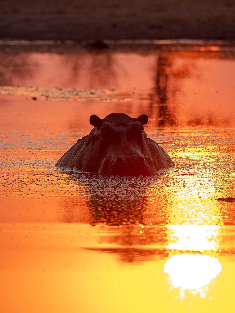 Adult hippopotamus (Hippopotamus amphibius), bathing at sunset in Lake Kariba, Zimbabwe, Africa