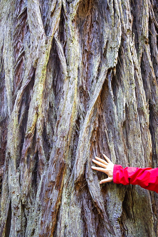 Giant redwoods on the Lady Bird Johnson Trail in Redwood National Park, California, United States of America, North America