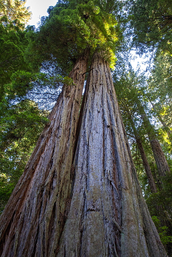 Giant redwoods on the Lady Bird Johnson Trail in Redwood National Park, UNESCO World Heritage Site, California, United States of America, North America