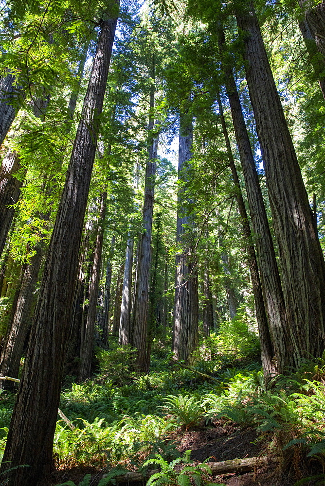 Giant redwood trees on the Trillium Trail, Redwood National and State Parks, UNESCO World Heritage Site, California, United States of America, North America