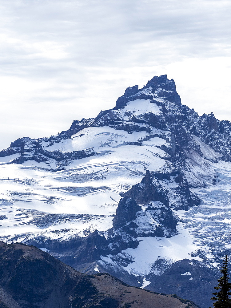 Early light on Mount Rainier from the Burroughs Mountain Trail, Mount Rainier National Park, Washington State, United States of America, North America